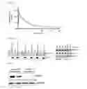 Fig. 33 - ERG targeted therapy