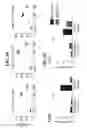 Fig. 17 - Immune cell compositions and methods of use
