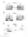 Fig. 03 - Method for development of monoclonal antibodies