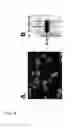 Fig. 07 - Method for development of monoclonal antibodies