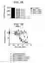 Fig. 11 - Binding molecules specific for ASCT2 and uses thereof