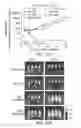 Fig. 46 - Bispecific HER2 and CD3 binding molecules