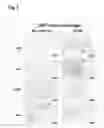 Fig. 03 - GENERATION OF HUMAN MACROPHAGES IN IMMUNODEFICIENT NON-HUMAN HOSTS