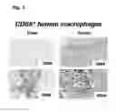 Fig. 04 - GENERATION OF HUMAN MACROPHAGES IN IMMUNODEFICIENT NON-HUMAN HOSTS