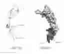 Fig. 31 - ANTI-CD40 ANTIBODIES AND METHODS OF USE