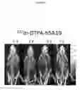 Fig. 03 - Antibody polypeptides and uses thereof