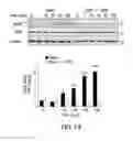 Fig. 12 - Methods and compositions for treatment of atherosclerosis