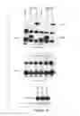 Fig. 03 - LIN28- MEDIATED CONTROL OF LET-7 BIOGENESIS