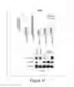 Fig. 06 - LIN28- MEDIATED CONTROL OF LET-7 BIOGENESIS
