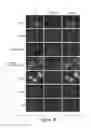 Fig. 11 - LIN28- MEDIATED CONTROL OF LET-7 BIOGENESIS