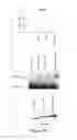 Fig. 14 - LIN28- MEDIATED CONTROL OF LET-7 BIOGENESIS