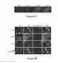 Fig. 15 - LIN28- MEDIATED CONTROL OF LET-7 BIOGENESIS