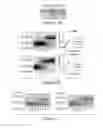 Fig. 20 - LIN28- MEDIATED CONTROL OF LET-7 BIOGENESIS