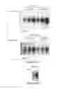 Fig. 49 - LIN28- MEDIATED CONTROL OF LET-7 BIOGENESIS