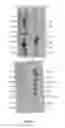 Fig. 14 - Methods and compositions for synthesizing improved silk fibers