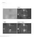 Fig. 44 - Pluripotent stem cell manufacturing system and method for producing induced pluripotent stem cells