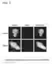 Fig. 04 - Mammalian haploid embryonic stem cells