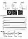 Fig. 06 - Mammalian haploid embryonic stem cells