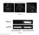 Fig. 06 - MICROVESICLE AND STEM CELL COMPOSITIONS FOR THERAPEUTIC APPLICATIONS