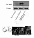 Fig. 09 - MICROVESICLE AND STEM CELL COMPOSITIONS FOR THERAPEUTIC APPLICATIONS