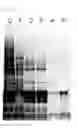 Fig. 02 - Method for producing non-enveloped viral particles