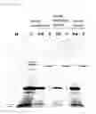 Fig. 06 - Method for producing non-enveloped viral particles