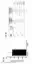 Fig. 09 - Use of exonucleases to improve CRISPR/CAS-mediated genome editing
