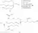 Fig. 260 - Compositions and methods for modulating apolipoprotein (a) expression