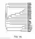 Fig. 02 - Biological indicator