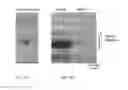 Fig. 02 - Reduced gluten grains and compositions thereof