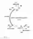Fig. 02 - METHODS OF INCREASING VIRUS RESISTANCE IN CUCUMBER USING GENOME EDITING AND PLANTS GENERATED THEREBY