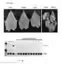 Fig. 07 - METHODS OF INCREASING VIRUS RESISTANCE IN CUCUMBER USING GENOME EDITING AND PLANTS GENERATED THEREBY