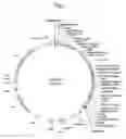 Fig. 02 - MAIZE EVENT DP-032218-9 AND METHODS FOR DETECTION THEREOF