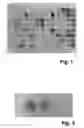 Fig. 02 - Fermentation process for producing monosaccharides in free form from nucleotide-activated sugars
