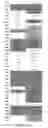 Fig. 136 - RECOMBINANT PHAGE AND METHODS OF DETECTING LISTERIA