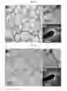 Fig. 07 - METAL-ORGANIC FRAMEWORK NANOSHEET