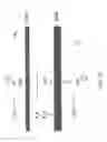 Fig. 22 - Electrolytic buffer generator