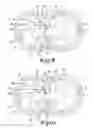 Fig. 04 - Oil-injected vacuum pump element