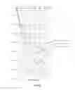 Fig. 26 - Adiabatic planar waveguide coupler transformer