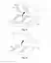 Fig. 09 - QUANTUM DOT ELECTRONIC DEVICE AND QUANTUM DOT TRANSFER PRINTING METHOD