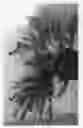 Fig. 02 - ILEX PLANT NAMED 'BLH01'