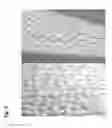 Fig. 06 - Micropropagation of Black Barhee date palm