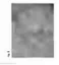 Fig. 09 - Micropropagation of Black Barhee date palm