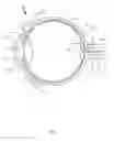Fig. 02 - Eye-related intrabody pressure identification and modification