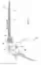 Fig. 07 - Laminectomy forceps with improved lever mechanism