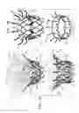 Fig. 02 - Prosthetic valve with leaflet connectors