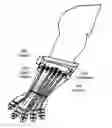 Fig. 01 - Artificial body part control system using ultrasonic imaging