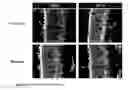 Fig. 07 - METHOD AND COMPOSITION FOR A SACHA INCHI PERENNIAL PLANT EXTRACT BASED HEALTH AND BEAUTY AID