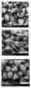 Fig. 01 - IMMEDIATE RELEASE, ABUSE DETERRENT PHARMACEUTICAL COMPOSITIONS