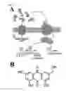 Fig. 02 - COMPOSITIONS AND METHODS THAT INHIBIT QUORUM SENSING